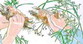 кактусы - эпифитное дерево