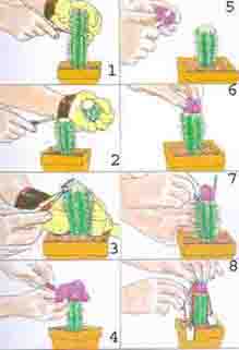 кактусы - прививка (8 шагов)